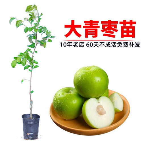 树苗庭院嫁接包成活台湾大青枣