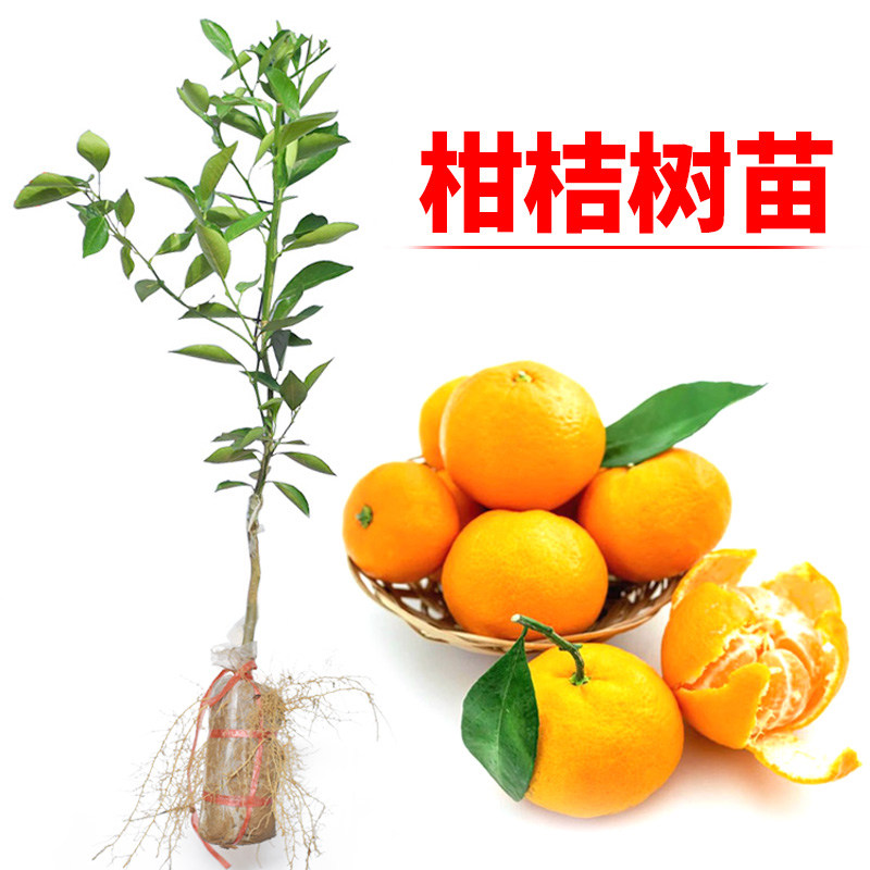 沙糖桔苗嫁接苗皇帝柑当年结果