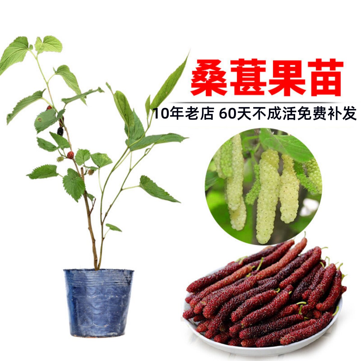 桑葚苗桑椹苗无籽大果桑长桑果苗嫁接苗树苗南北方种盆栽当年结果