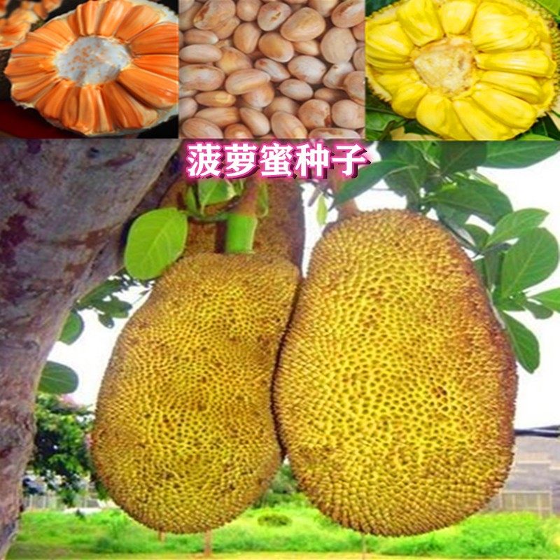 水果树苗菠萝蜜树种子红肉黄肉菠萝蜜种子菠萝蜜种苗果树树苗种子