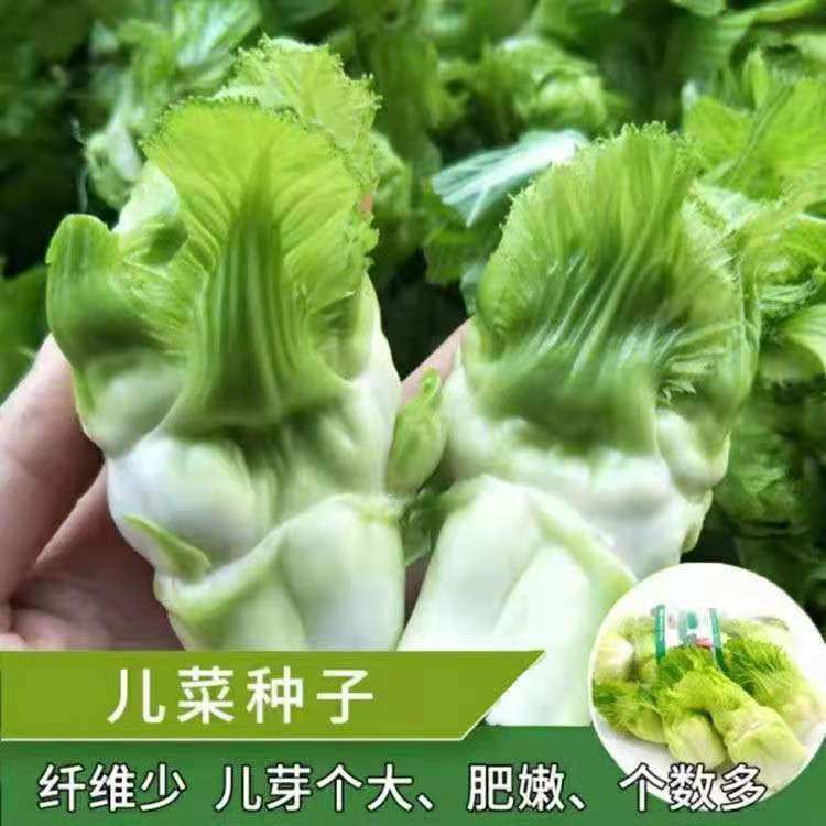 儿菜种子四川特产四季播娃娃菜抱子芥菜秋季蔬菜种子早熟易种原装