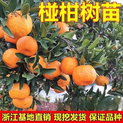 大果椪柑 台湾85-1巨型椪柑苗 无核椪柑嫁接芦柑桔子树苗当年结果