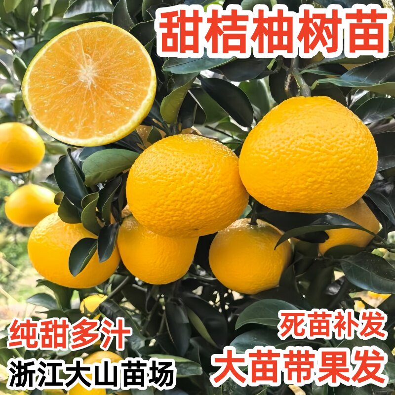 甜橘柚树果苗庆元甜桔柚苗嫁接苗柚子树苗甜柚蜜柚子果树当年结果图片