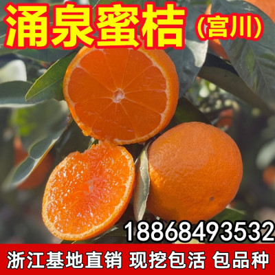 早熟无核涌泉蜜橘黄岩树苗早熟