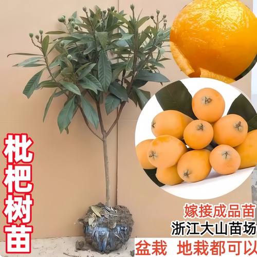 浙江枇杷苗树大五星白玉枇杷嫁接果苗特大果盆栽带土大树当年结果