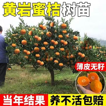 黄岩无核蜜桔苗嫁接桔子树苗甜橘子涌泉蜜桔果树苗当年结果树带土