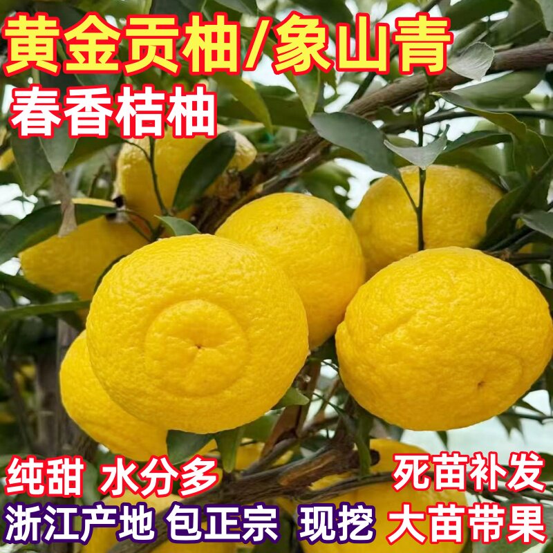 春香桔柚树苗 黄金贡柚苗 兼有桔和柚的香气 柑橘树苗 象山青树苗