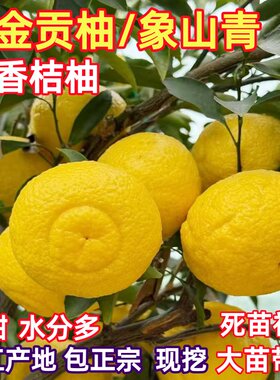 黄金贡柚苗春香桔柚树苗象山青