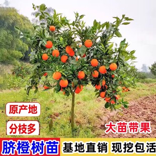 赣南脐橙苗嫁接脐橙树苗红心橙子树苗南北方种植地栽盆栽当年结果