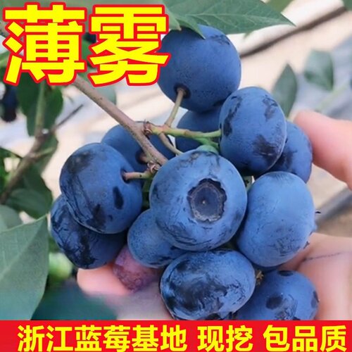 蓝莓苗四季盆栽地栽薄雾蓝莓果树苗南北方种植特大带土苗当年结果