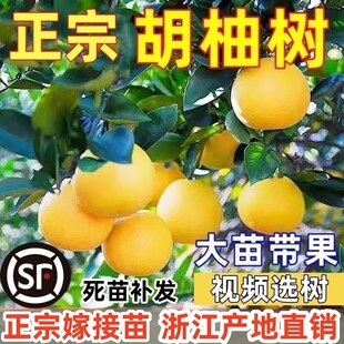 正宗胡柚树果苗 常山胡柚苗 嫁接柚子树苗甜柚蜜柚子果树当年结果