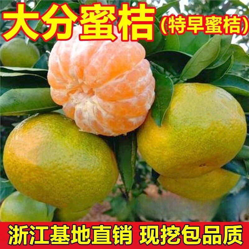 嫁接大分蜜桔桔子特早熟柑橘树苗