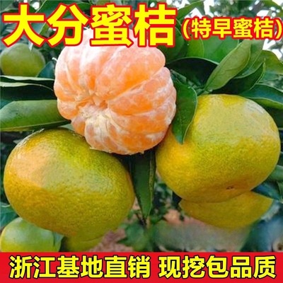 嫁接大分蜜桔桔子特早熟柑橘树苗