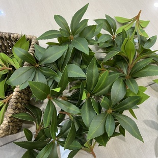 仿真马醉木叶子单片绿叶逼真多瓣叶小绿叶假树叶优质塑料装饰叶片