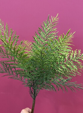 大蕨叶蕨草蕨类植物造景绿植