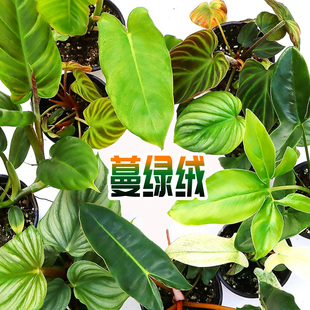 蔓绿绒盆栽荧光明脉秋海棠海芋橙炳幽灵黑金麦克道尔室内绿植