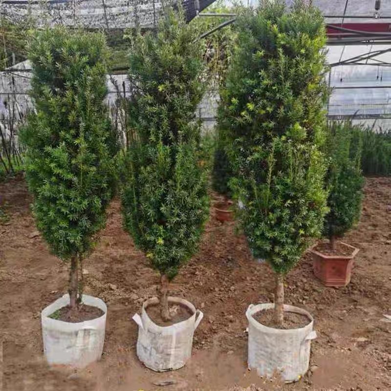 红豆杉树苗耐寒南北方种植大型红桌面绿植