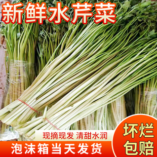 水芹菜新鲜空心芹菜野生野芹菜凉拌炒菜时令品质蔬菜榨汁净菜