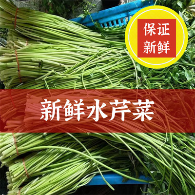 水芹菜新鲜野芹菜苏北野菜