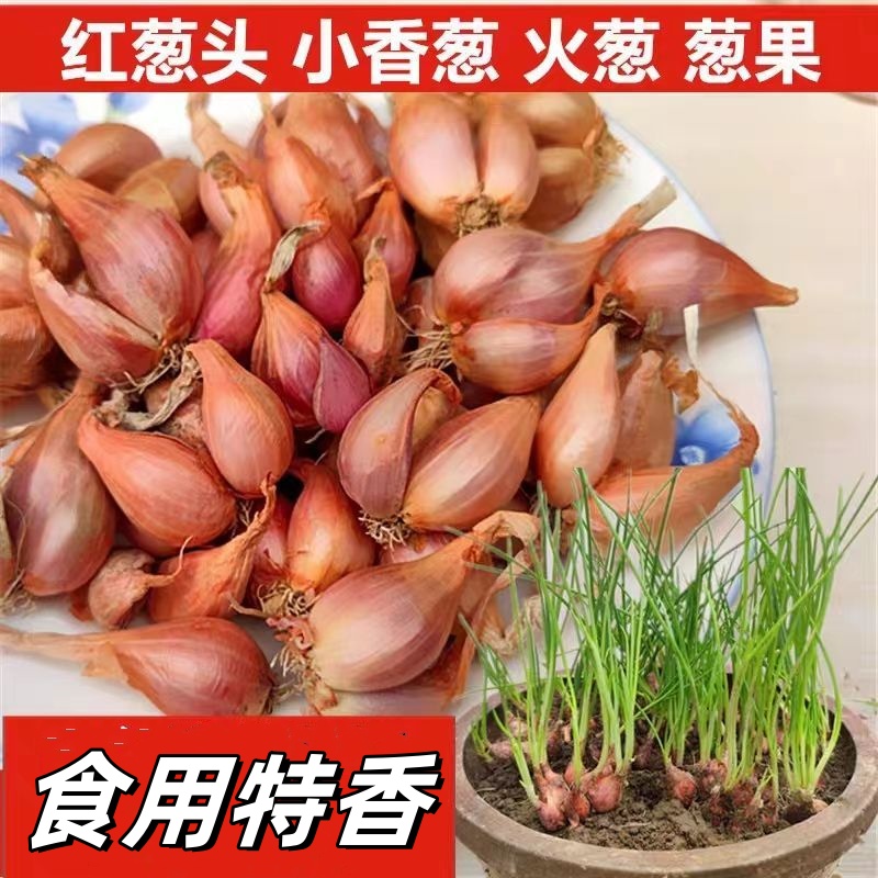 葱类红葱头新鲜蔬菜小香葱