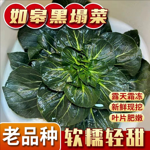 顺丰黑塌菜新鲜蔬菜农家海安如皋特产黑菜露天霜冻塌菜趴菜黑塔菜