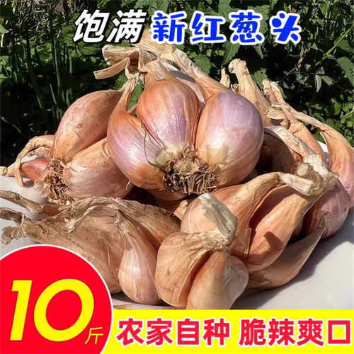 葱类红葱头新鲜蔬菜葱头种