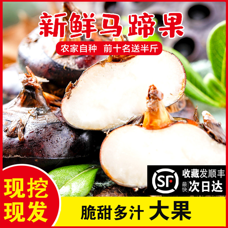 马蹄荸荠新鲜大果特级苏北农家自种蔬菜时令菜非广西荔浦现挖现发