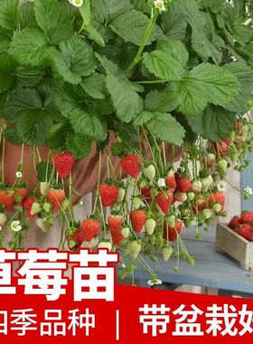 草莓苗四季盆栽食用阳台奶油果树果苗种植苗南方当年结果观果