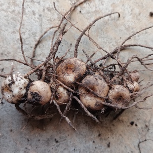 贵州多花花黄精小户种植别名老虎姜鲜品出售营养滋补中老皆宜食用