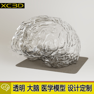 大脑定制模型设计3D打印医疗透明心脏医学教学教具脑部肺部胃部