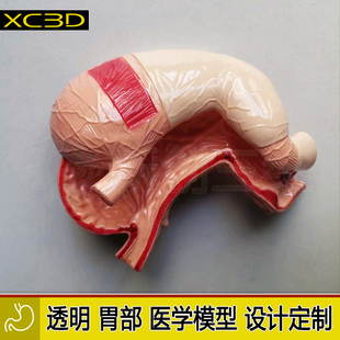 3D打印透明胃模型胃镜训练实验手术定制心脏医疗医学教学教具肝脏