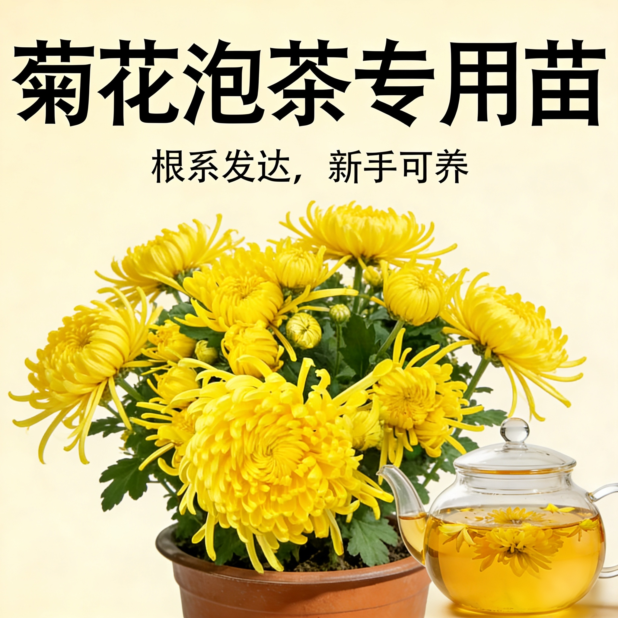 食用菊花四季开花金丝皇菊泡茶贡菊盆栽庭院阳台婺源可茶菊耐寒