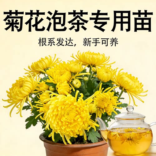 食用婺源金丝皇菊四季耐寒泡茶花