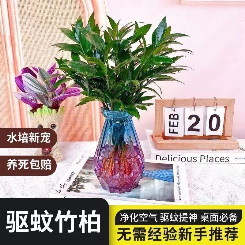 竹柏盆栽树室内植物净化空气水培植物驱蚊虫花草植物新手小白可养