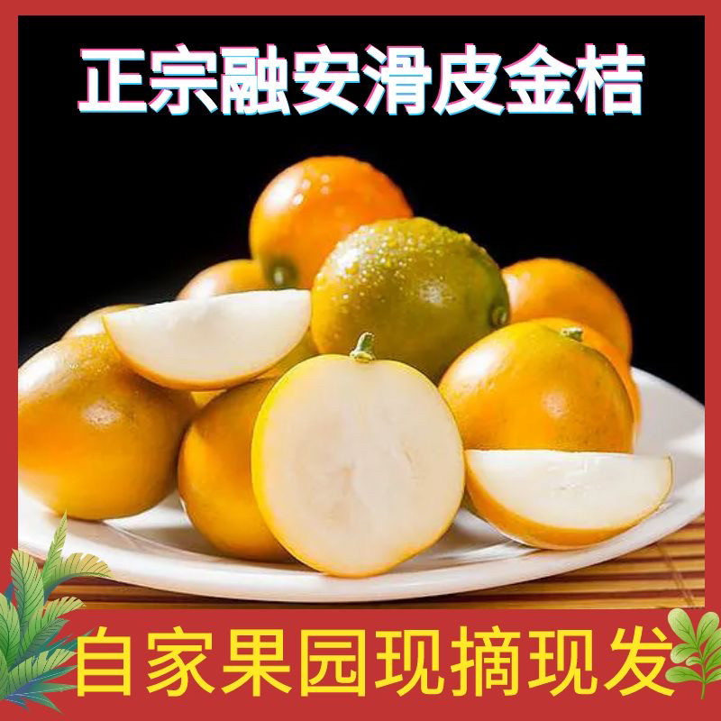 正宗广西融安滑皮金桔新鲜水果金桔一级大果特产现摘现发纯甜金橘