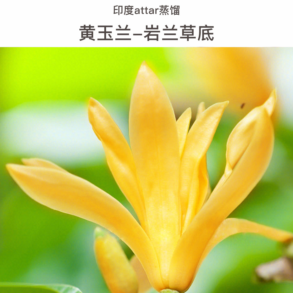 黄玉兰-岩兰草精油/黄玉兰原精 印度attar精油 修护减纹减皱