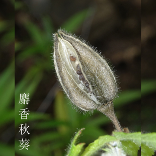 【若水】印度 麝香秋葵精油 黄葵籽精油 CO2超临界萃取