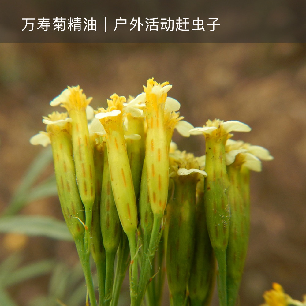 【若水】万寿菊精油  印度 户外赶蚊赶虫 伤口好得快