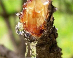 【若水】古巴香脂精油  古巴