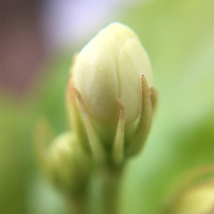 A组3件特惠  栀子花 小花茉莉 白玉兰花 蓝莲花 积雪草纯露巨补水