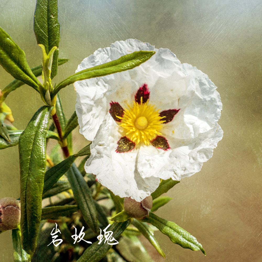 【若水】葡萄牙 岩玫瑰纯露 补水保湿