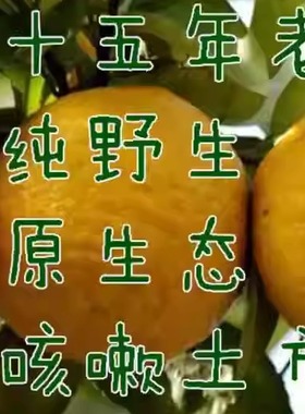 湖南野生酸柑子臭皮柑抛柑药柑新鲜孕妇时令水果酸桔子现发青黄色