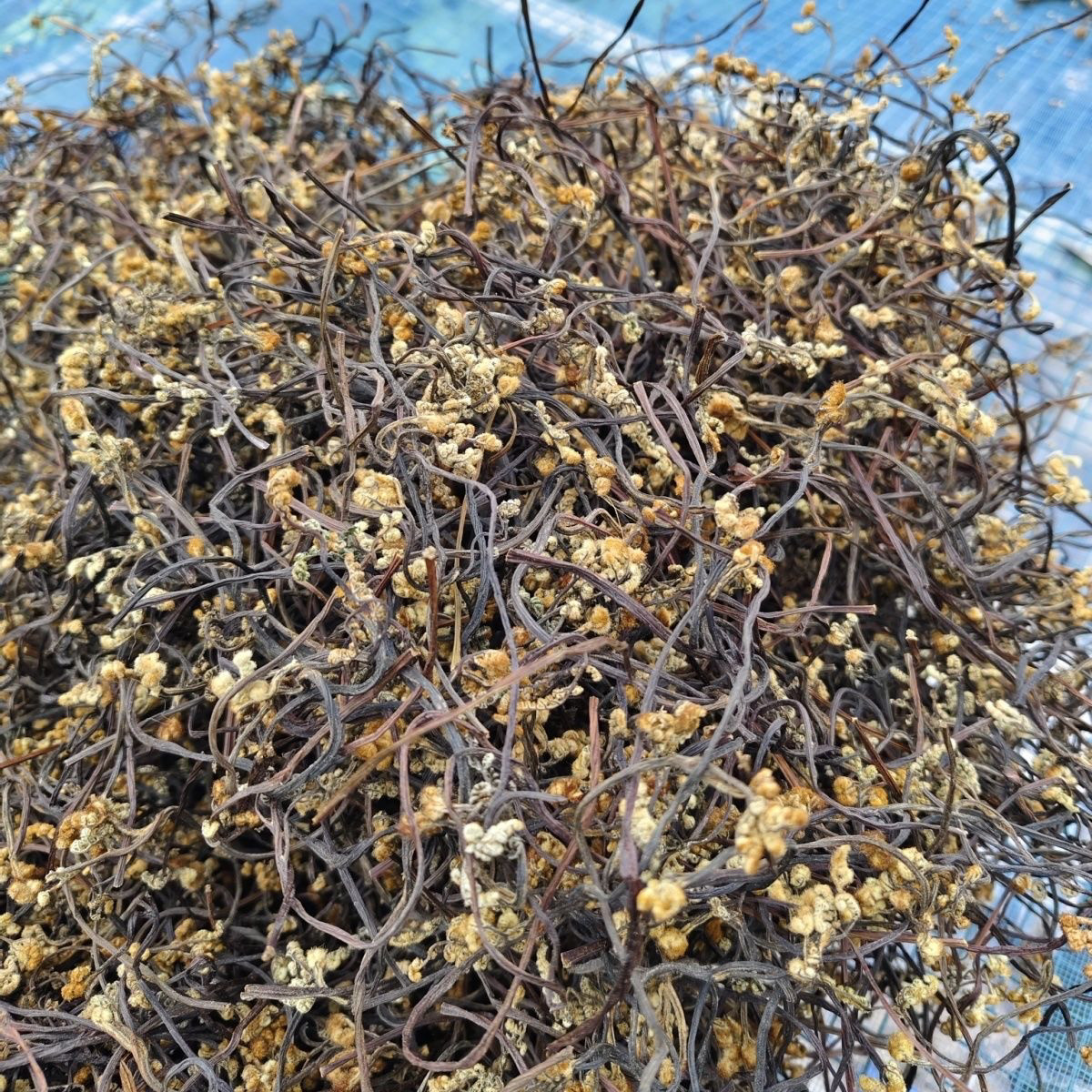 云南农家野生蕨菜新鲜干货凉拌下干蕨菜