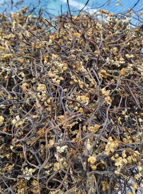 云南农家野生蕨菜新鲜干货凉拌下饭菜农村野生苦撅菜