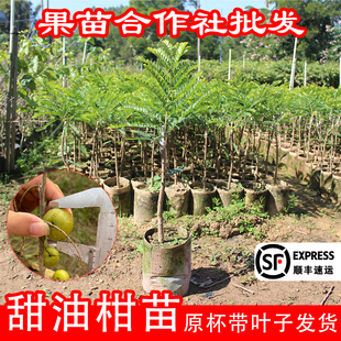 油柑果树苗嫁接崩坎狮头甜油柑苗四季结果耐寒牛柑子柿饼余甘果苗