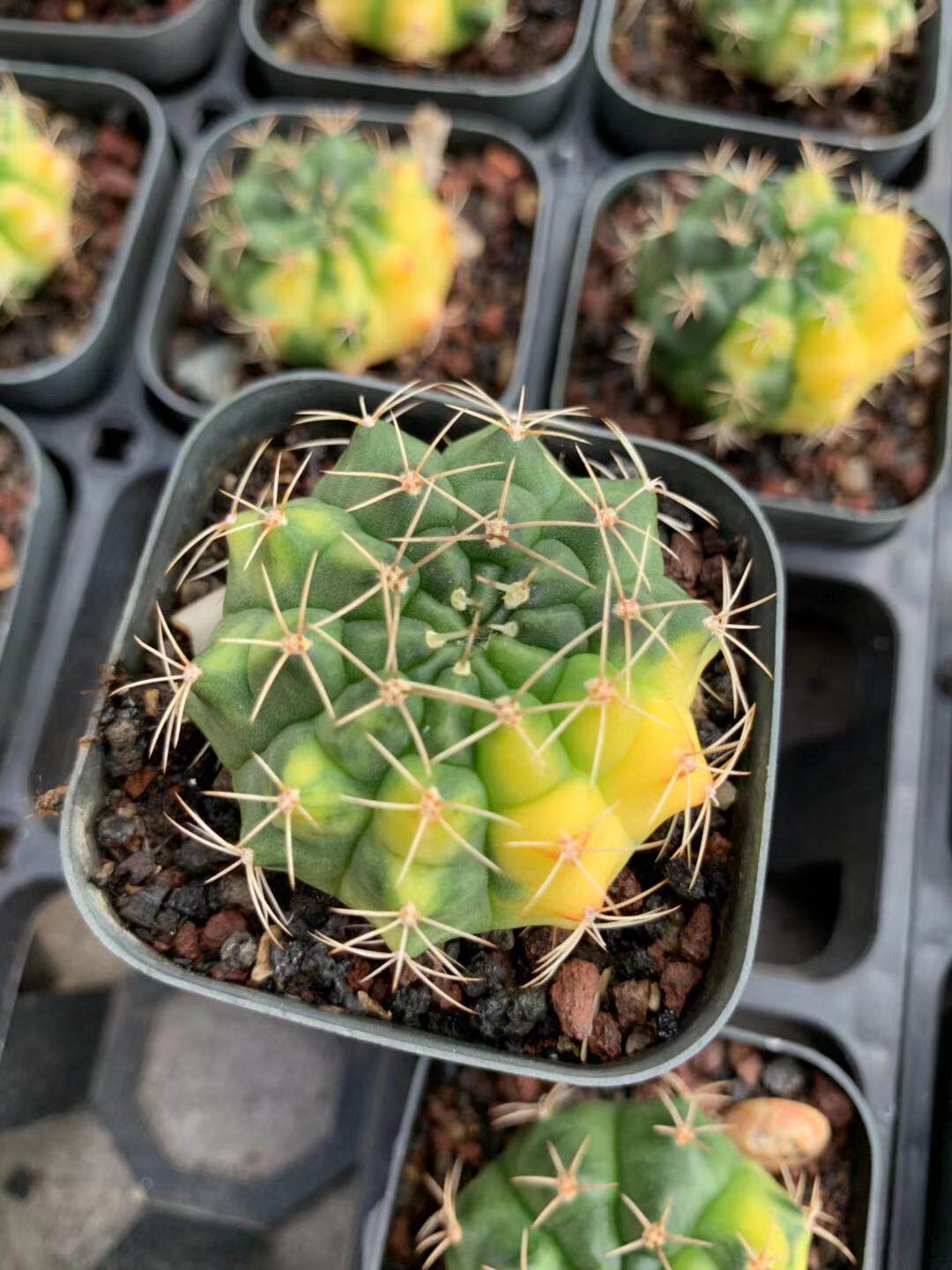 四海园艺 翠晃冠锦仙人球多肉植物裸萼球属