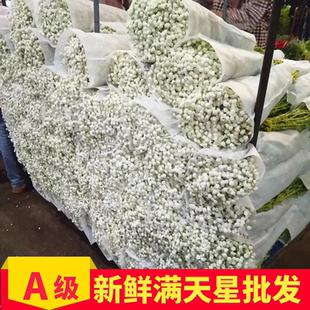 論斤稱超大束滿天星干花花束天然真花鮮花家用客廳裝 飾擺件大白花