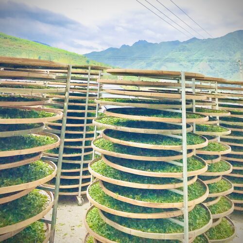 漳平水仙白牡丹花香甘醇耐泡