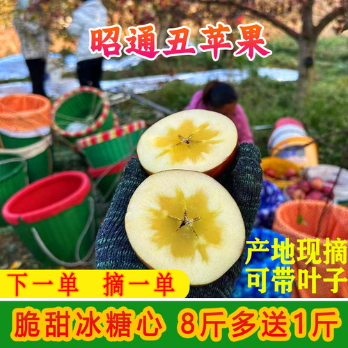 【昭通苹果】新鲜2026云南昭通正宗丑苹果脆甜冰糖心送礼当季整箱
