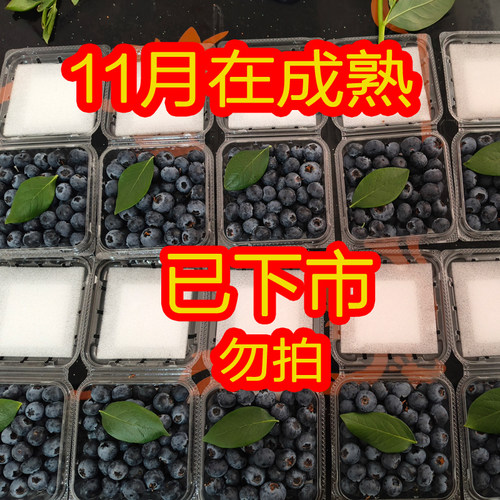 云南花香蓝莓当季水果